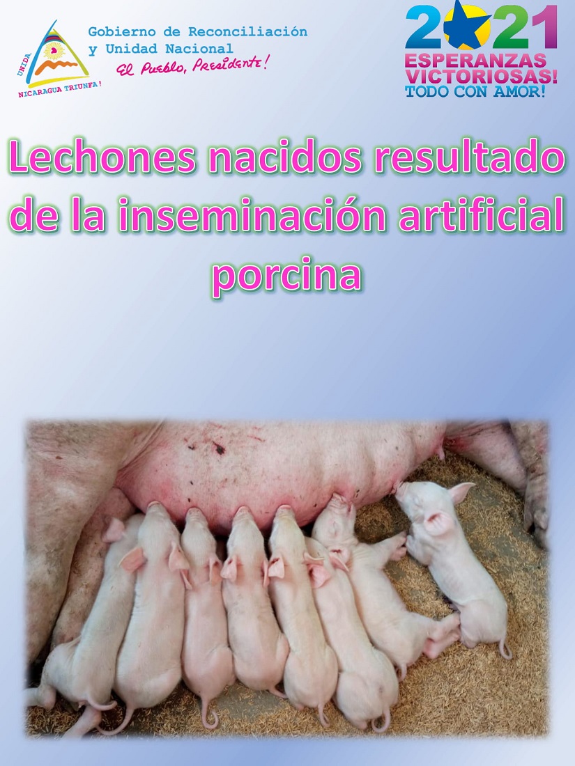 lechones